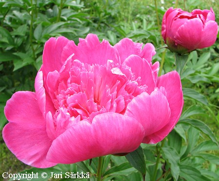 Kiinanpioni - luktpion - Paeonia lactiflora 'Barbara'